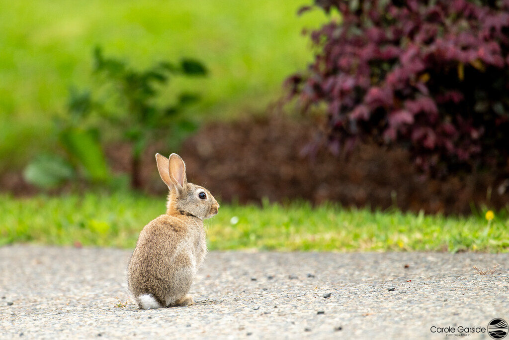 Rabbit in the driveway by yorkshirekiwi