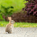 Rabbit in the driveway
