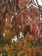 4th Nov 2023 - Leaves