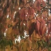 Leaves by jab