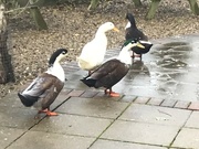 15th Nov 2023 - Ducks/geese