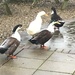 Ducks/geese by jab