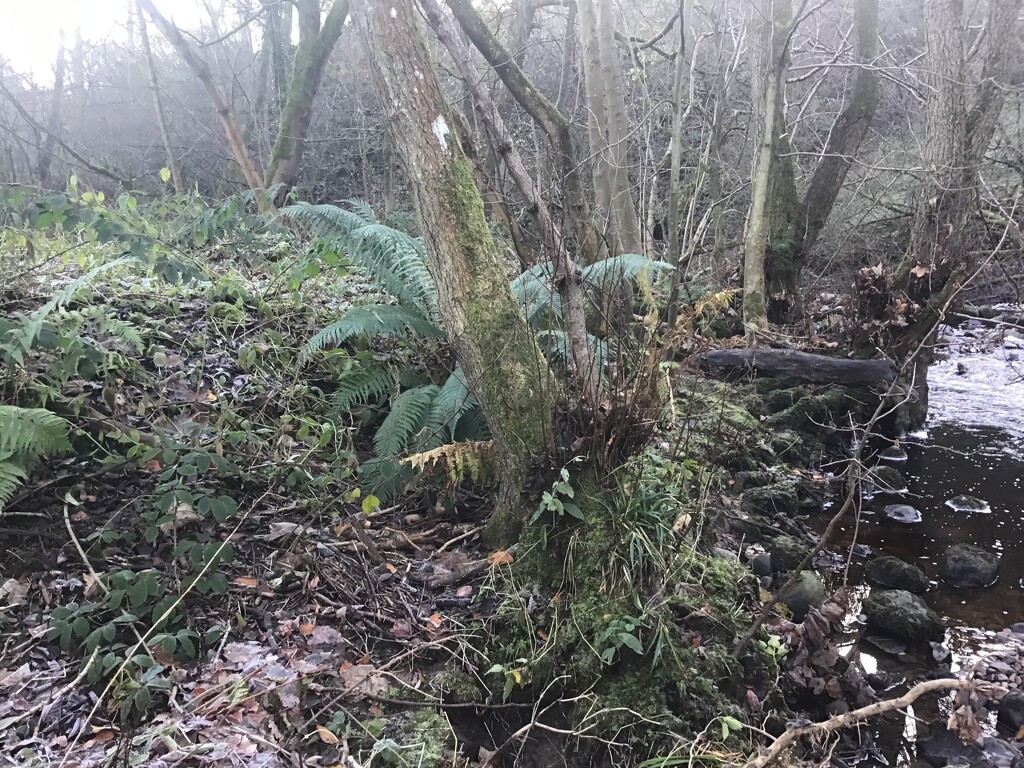 Large fern by jab