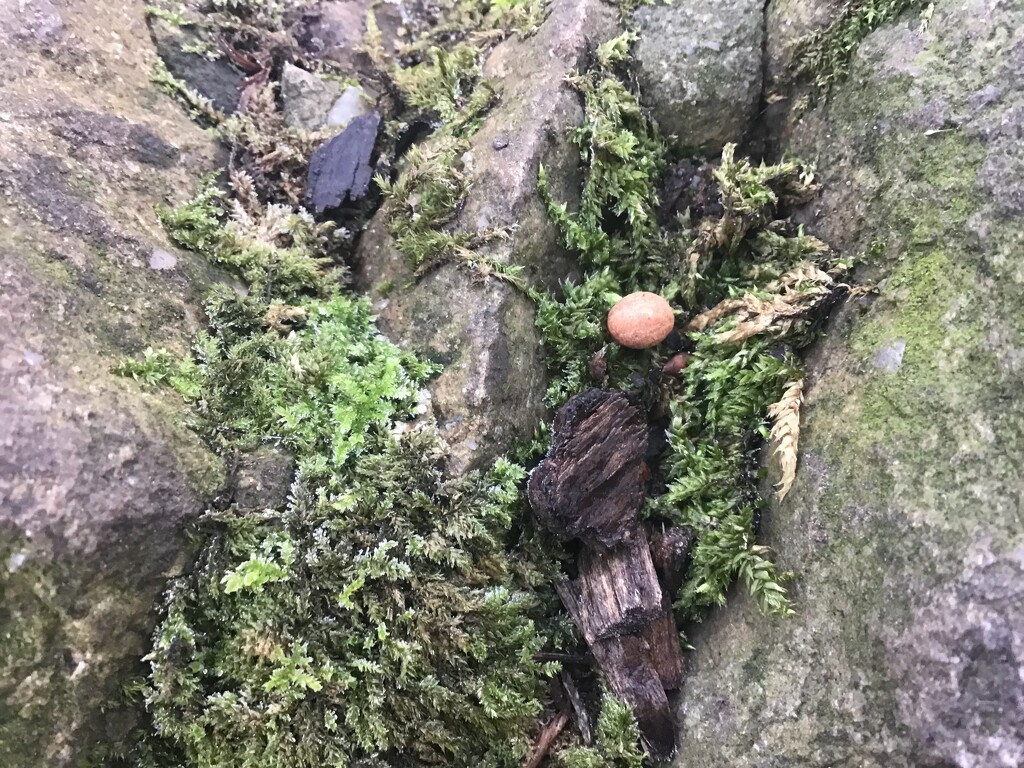 Tiny fungi  by jab