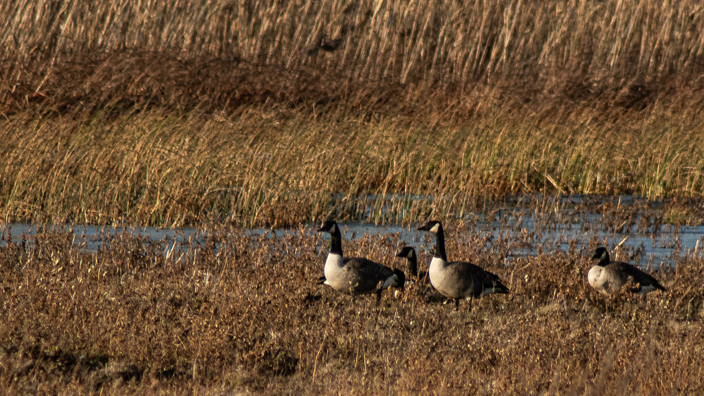 Geese by darchibald