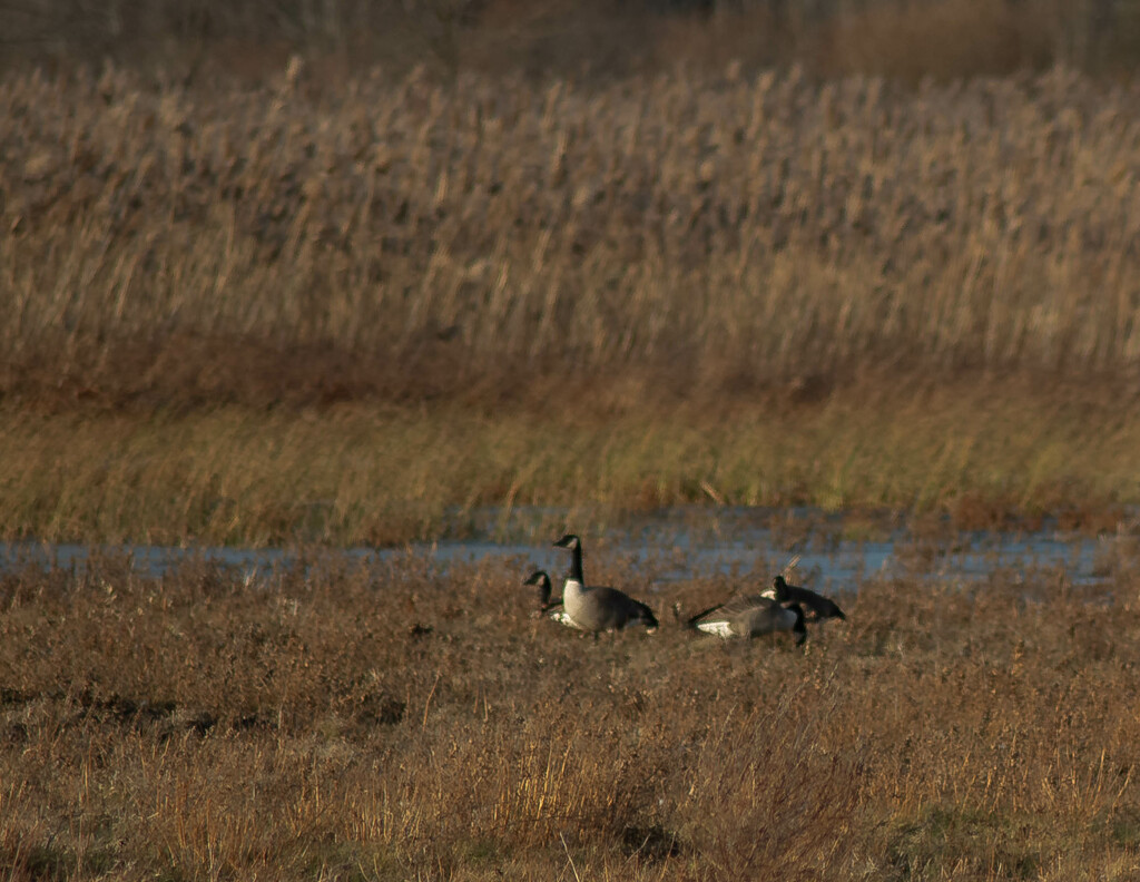 Geese-2 by darchibald