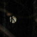 Lady through the trees