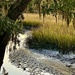 Low tide in the creek outside my apartment by congaree
