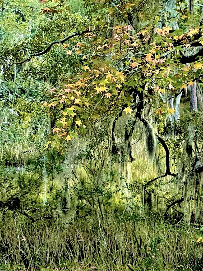 Last vestiges of Autumn in the marsh by congaree