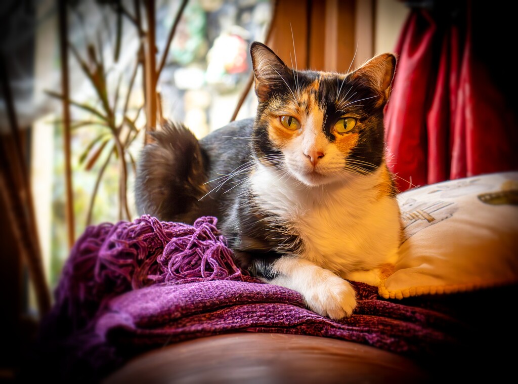 My photogenic cat Lia by swillinbillyflynn
