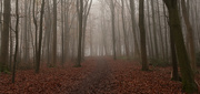 1st Dec 2023 - Enchanting forest