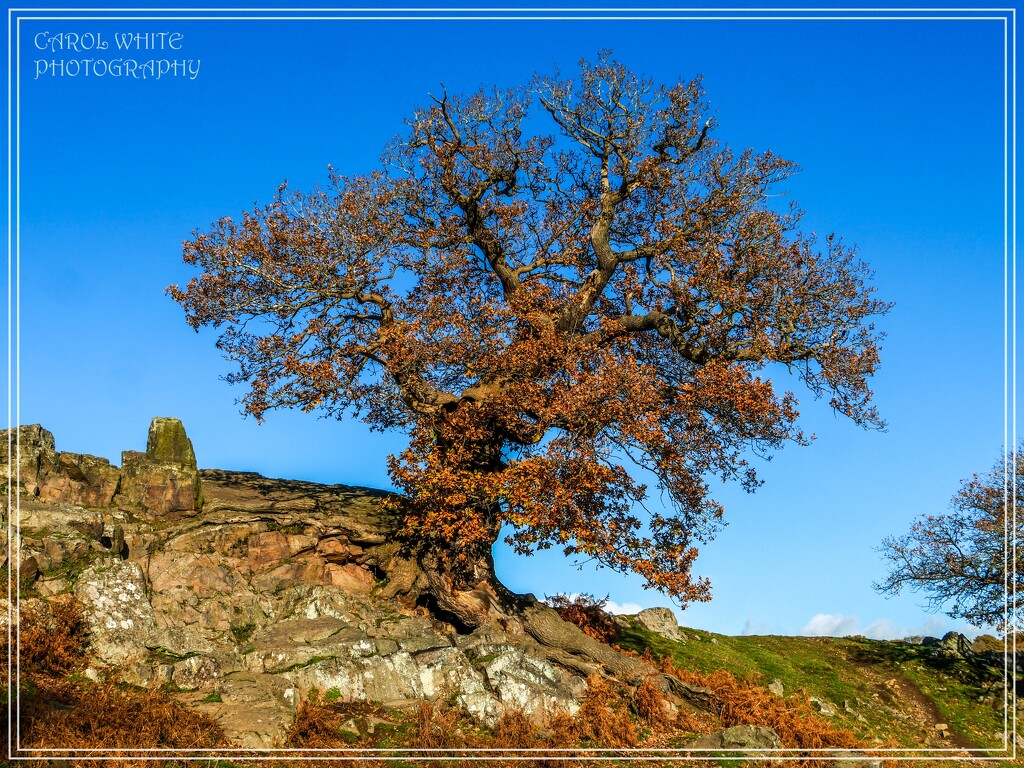 Tree On The Hill by carolmw