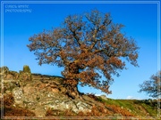 1st Dec 2023 - Tree On The Hill