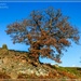 Tree On The Hill by carolmw