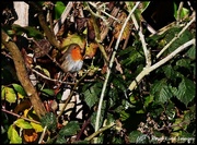1st Dec 2023 - Isn't he a dear little bird