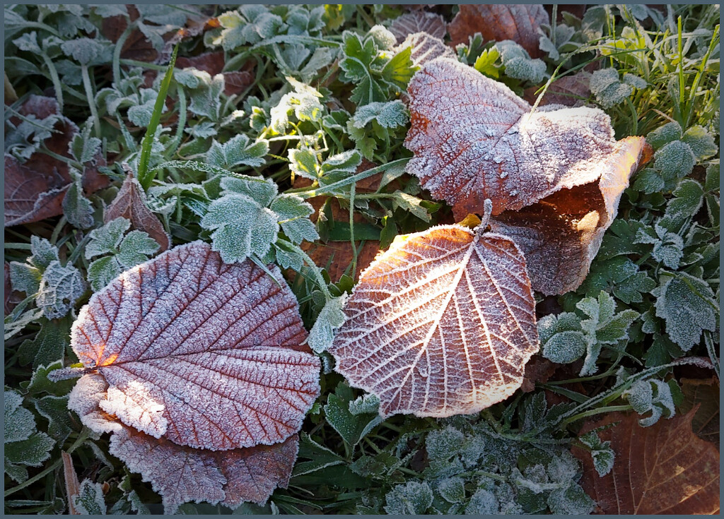Morning frost by sjoyce