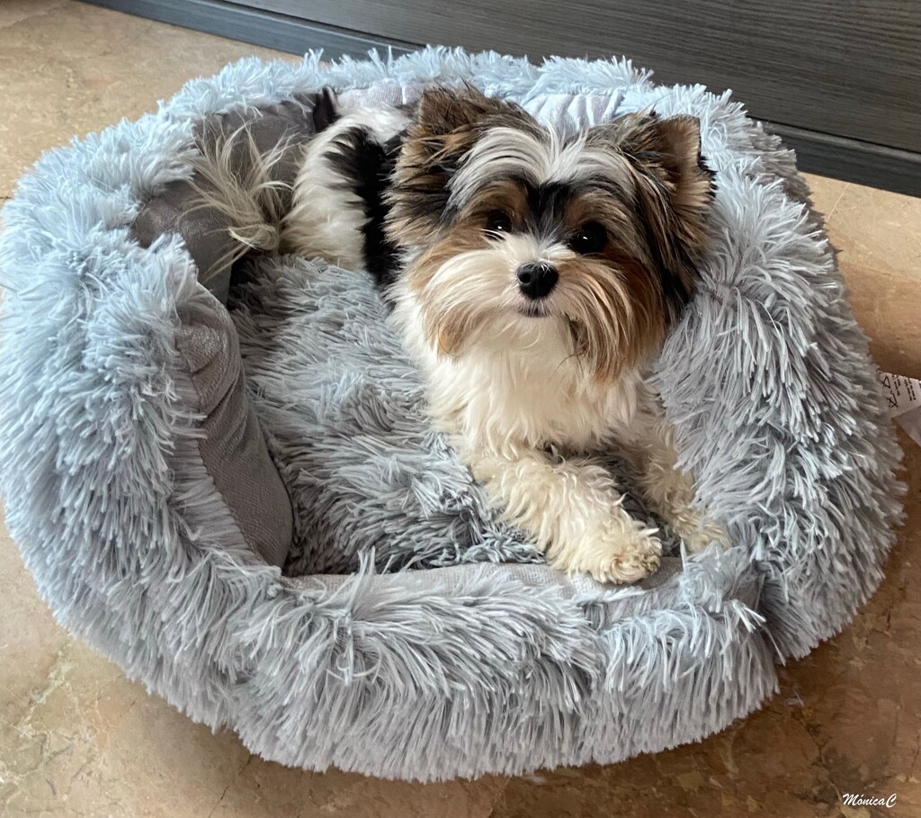 New dog bed by monicac