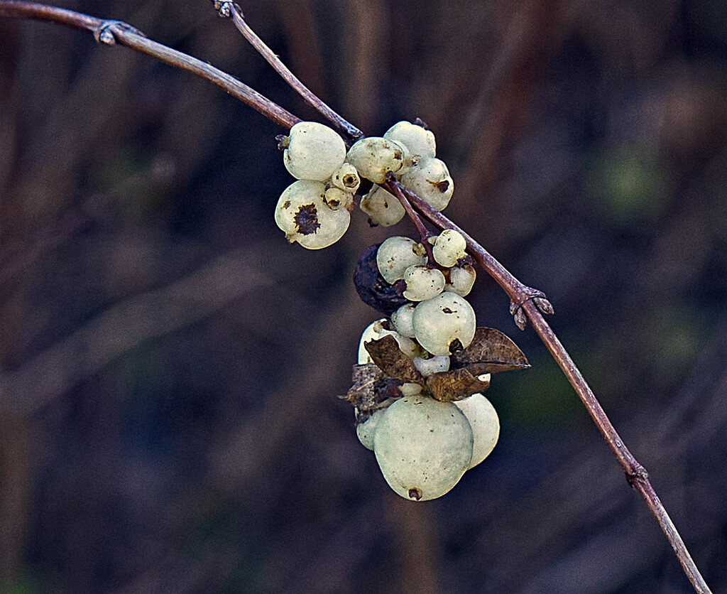 White Berry Cluster by gardencat
