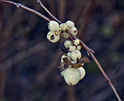 1st Dec 2023 - White Berry Cluster