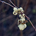 White Berry Cluster