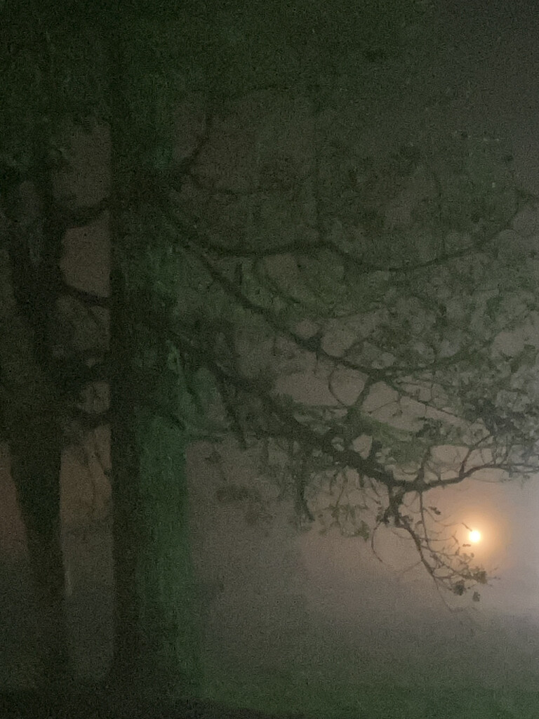 Foggy Night by joysabin