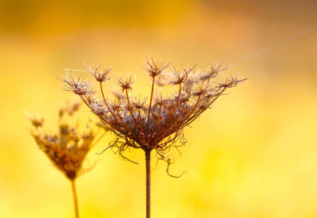 Sad Queen Anne's Lace by lynnz