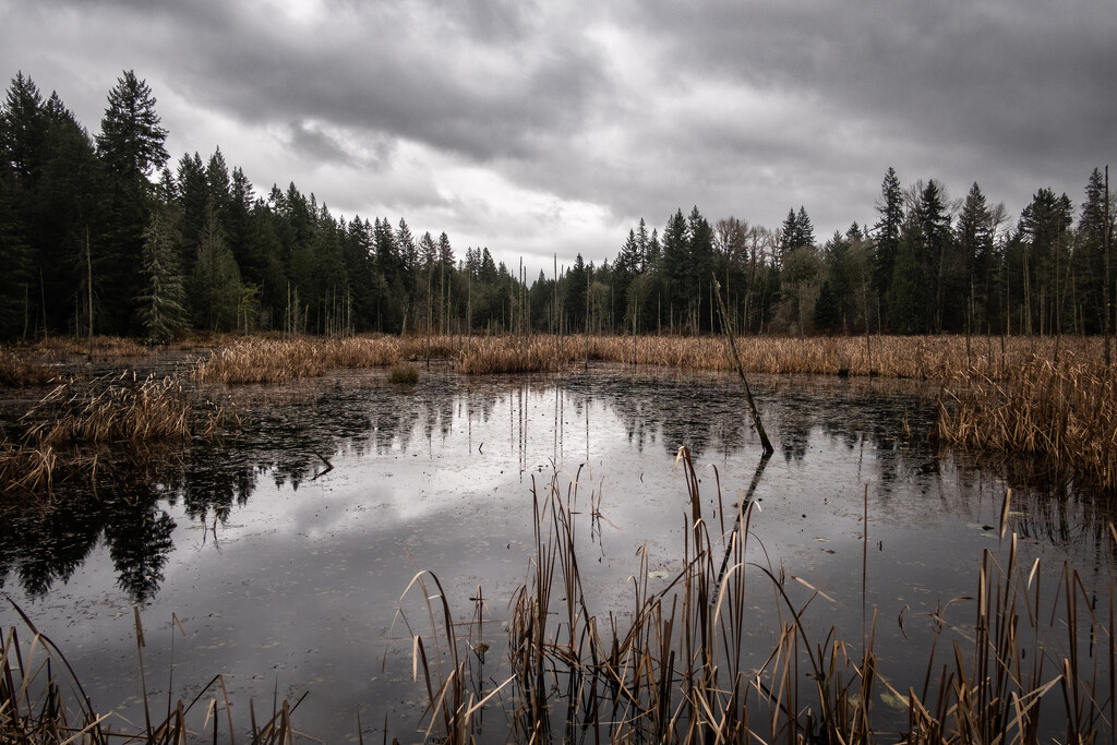 Wetlands Hike by tina_mac