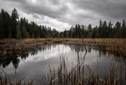 1st Dec 2023 - Wetlands Hike