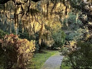 2nd Dec 2023 - Afternoon light and Spanish moss