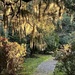 Afternoon light and Spanish moss by congaree