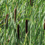 13th Nov 2023 - Bullrushes