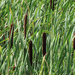 Bullrushes by mumswaby