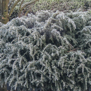 17th Nov 2023 - Frosty texture