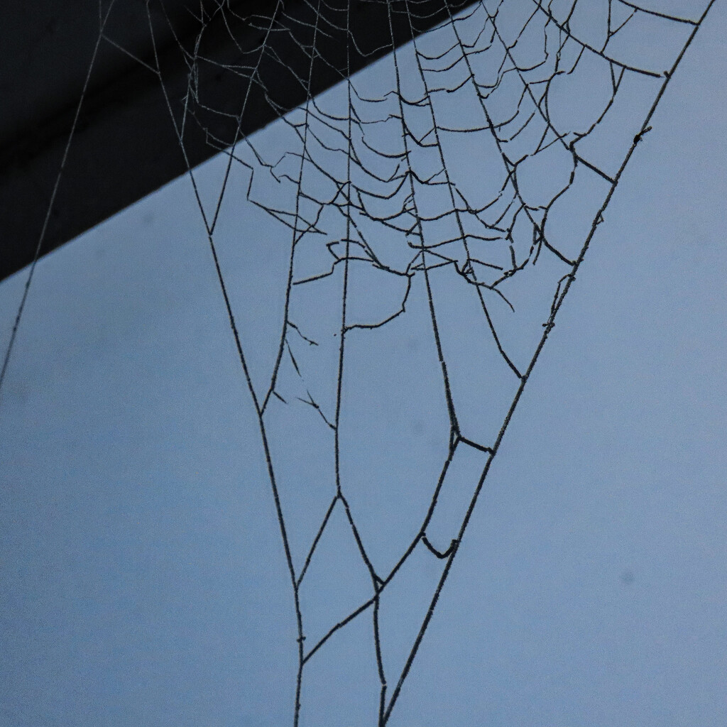 Frosty web by mumswaby