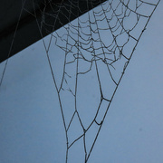 20th Nov 2023 - Frosty web