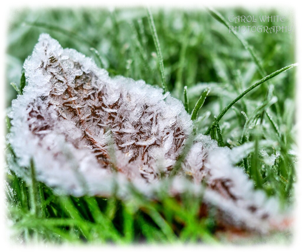 Frosty Morning In The Garden 1 by carolmw