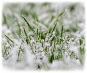 2nd Dec 2023 - Frosty Morning In The Garden 2