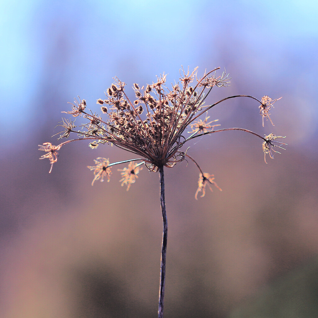 "Creeds and Schools in Abeyance" by juliedduncan