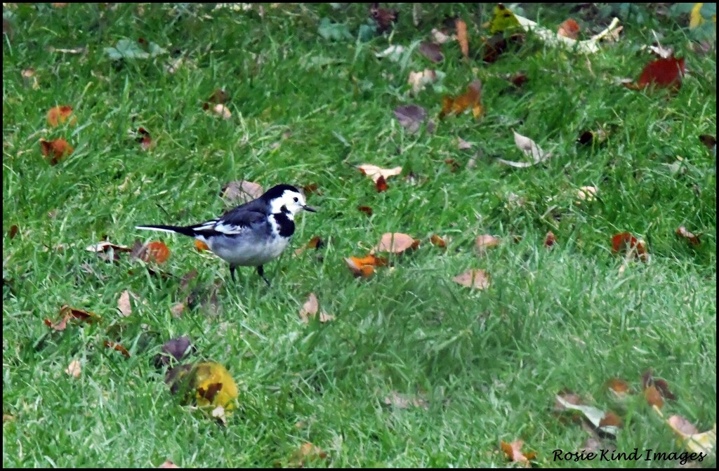 It was nice to see the pied wagtail by rosiekind