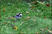 2nd Dec 2023 - It was nice to see the pied wagtail
