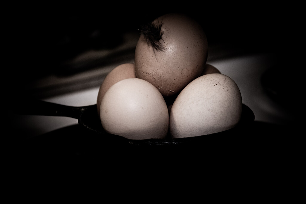 Fresh Eggs by quasi_virtuoso