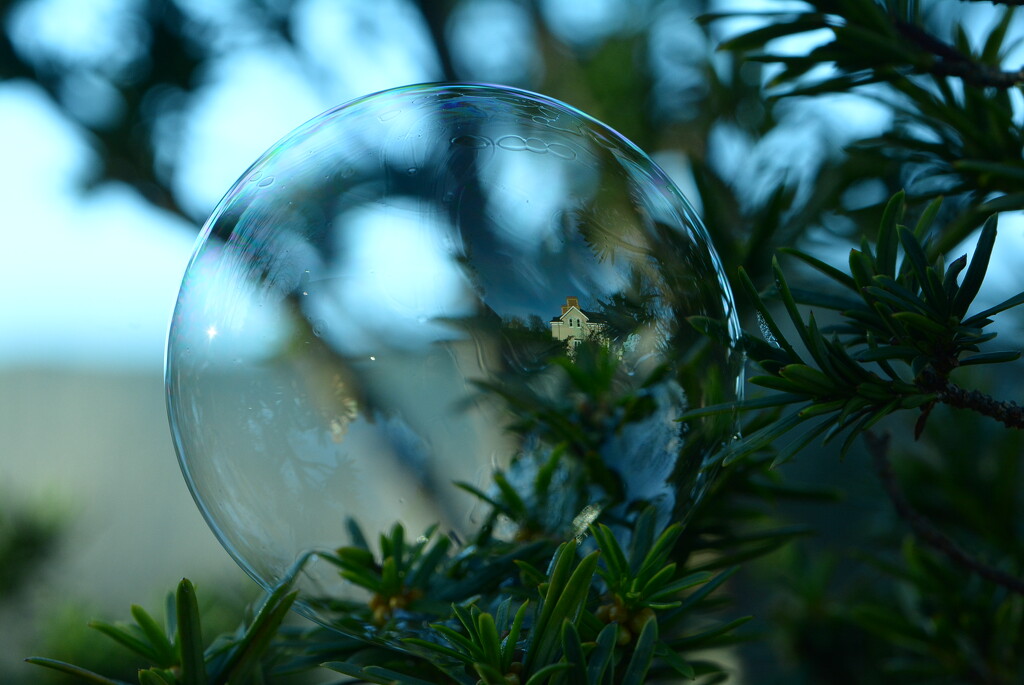 Bubble in the Evergreen........... by ziggy77