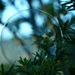Bubble in the Evergreen...........