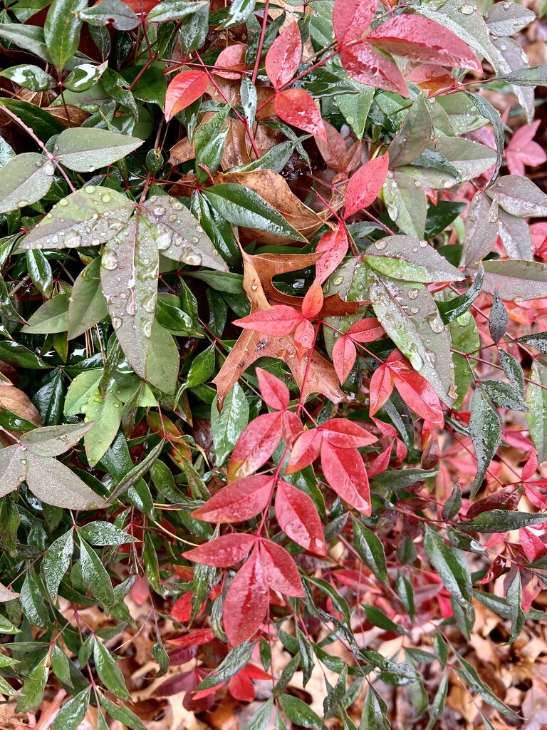 Nandina After the Rain by calm