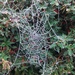 Frosty web by busylady