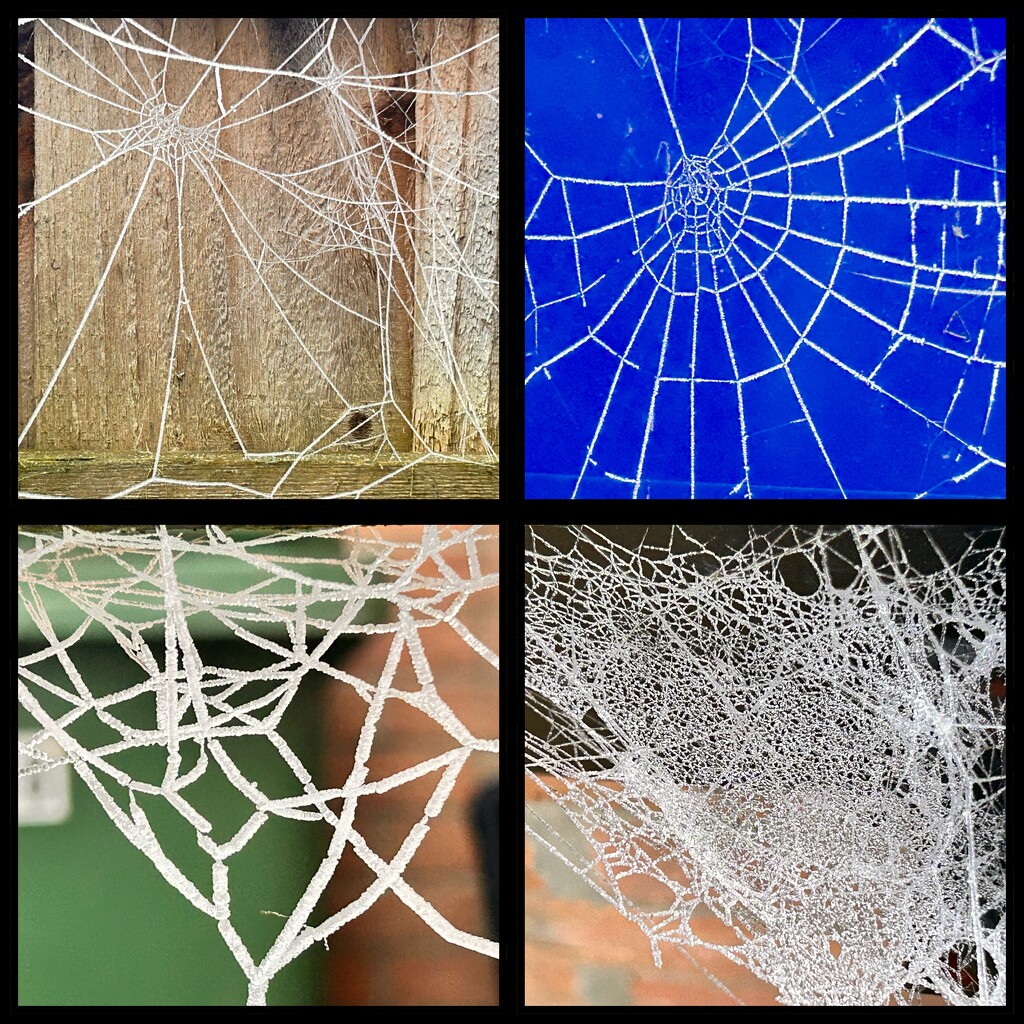 Frozen Cobwebs by phil_sandford