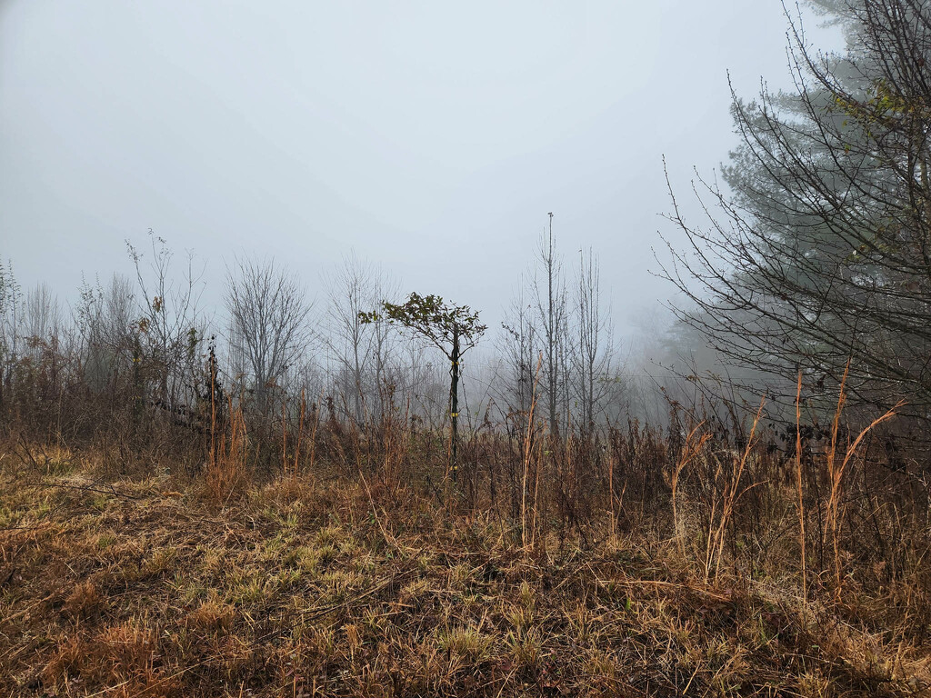 Landscape Obscura by randystreat