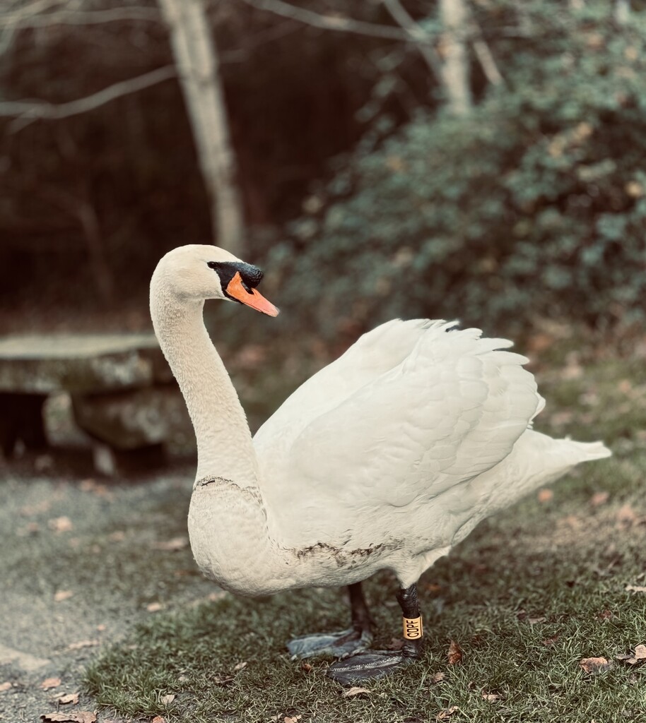 Hopeful swan by una1965