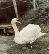 2nd Dec 2023 - Hopeful swan