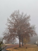 21st Nov 2023 - Foggy